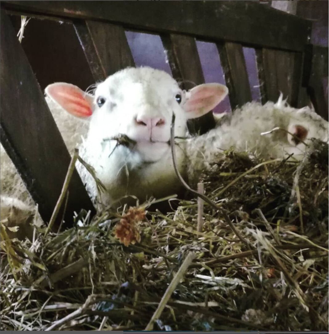 Lampaita syömässä säilörehua Haukivillassa