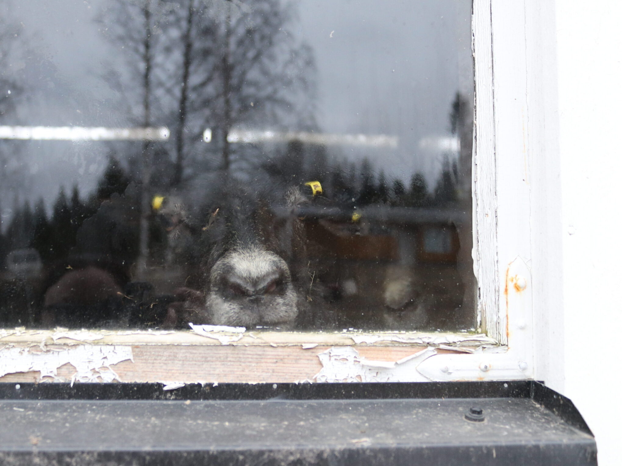 Harmaa lammas katsoo ikkunan läpi ulos.