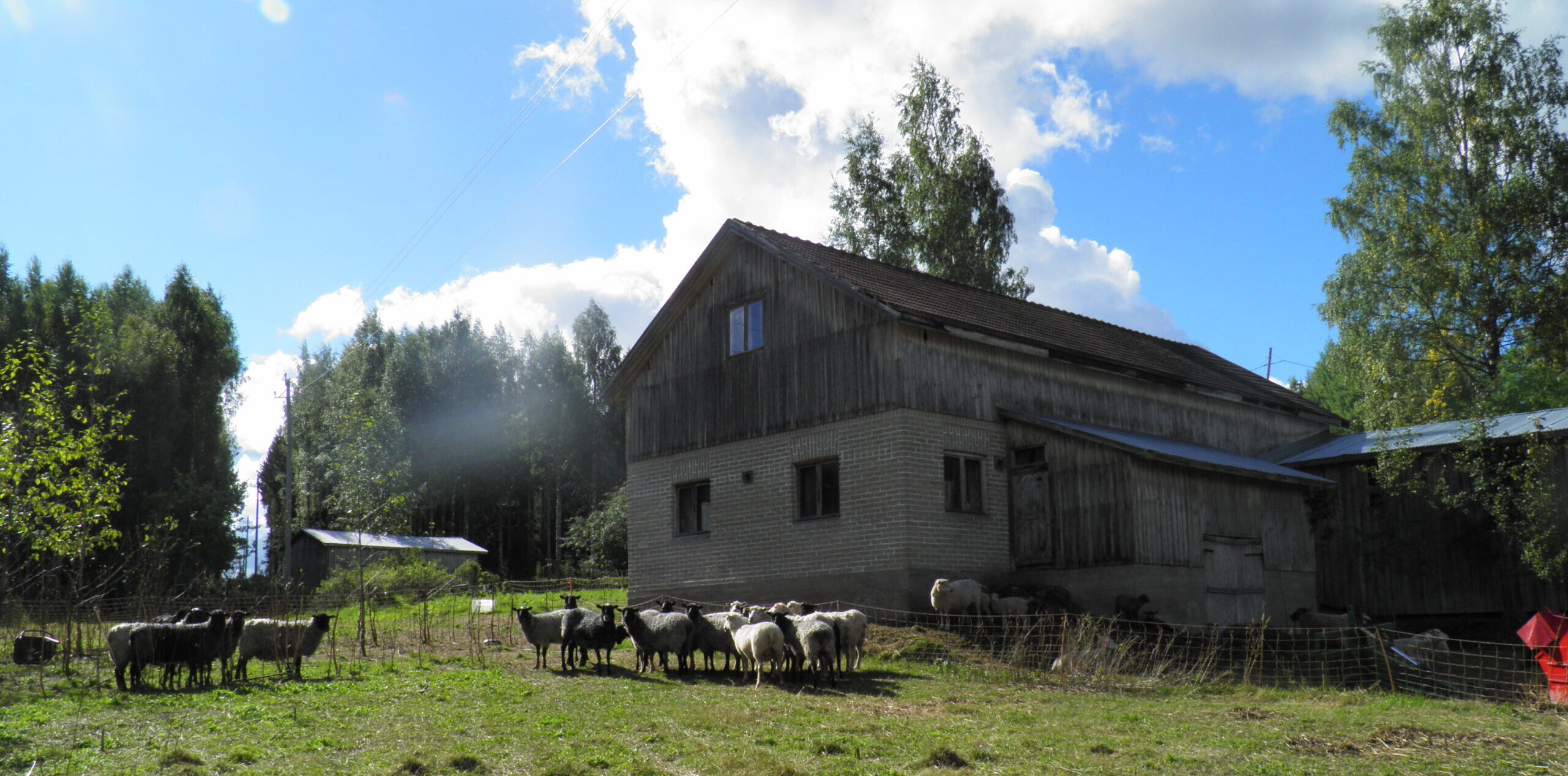 Lampaita laiduntamassa aidatulla laitumella Haukivillassa